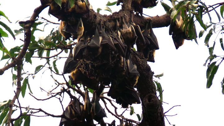 Des petites chauves-souris seraient à l’origine de l’épidémie d’Ebola (Enquête)