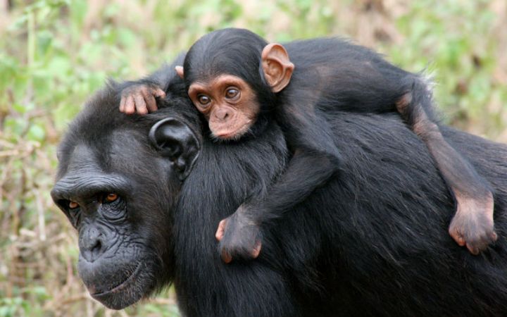 Côte d’Ivoire: un congrès pour sauver les derniers chimpanzés