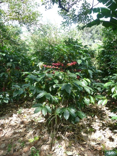 Ouverture de la campagne du café : Le prix du kilogramme fixé à 650 Fcfa