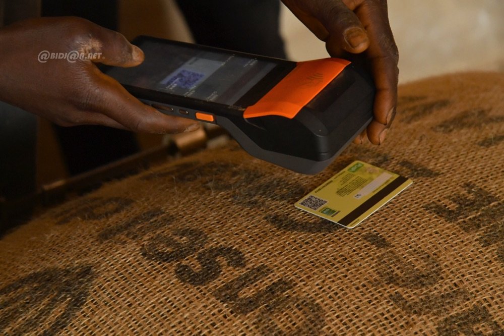 Commercialisation du cacao: plus de 50.000 tonnes achetées via le SNT en deux semaines 