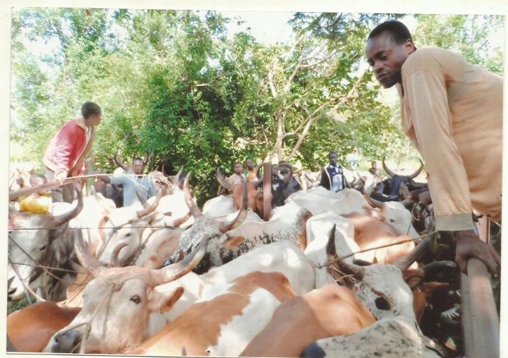 Les conflits agriculteurs-éleveurs jugés alarmants dans la région du Bounkani
