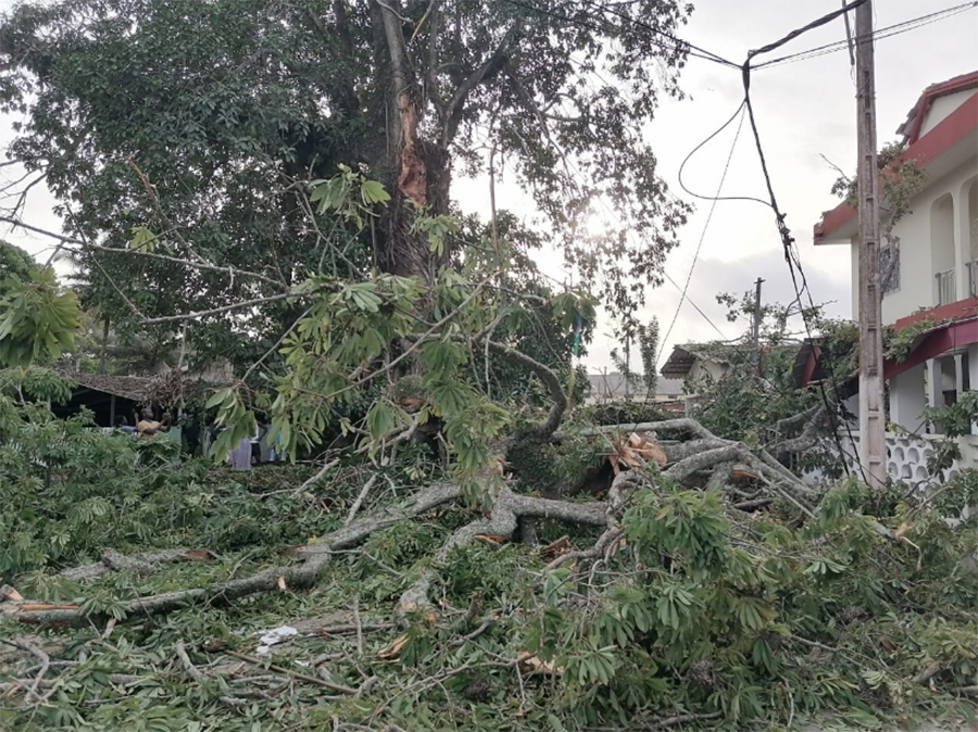 Côte d'Ivoire/ Drame à Grand-Bassam: Une branche d'un arbre centenaire tue 2 personnes devant la Mairie