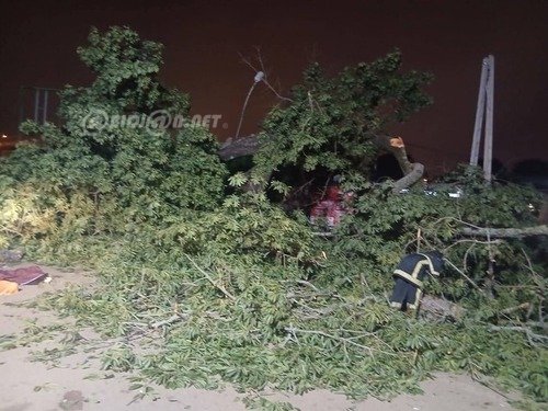 Côte d'Ivoire : la chute d'un fromager fait trois morts et trois blessés graves au quartier Nimbo à Bouaké 