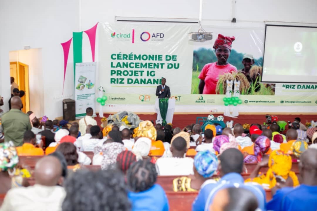 Côte d'Ivoire/Labellisation du Riz Danané par le système des indications géographiques (IG) : le projet officiellement lancé à l’Université de Man