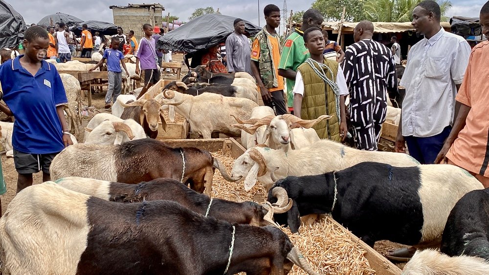 Côte d’Ivoire : à Adjamé, la hausse du prix des moutons préoccupe les acheteurs à la veille de la Tabaski