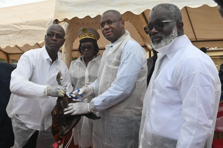 Côte d’Ivoire : les aviculteurs traditionnels du N’Zi invités à faire vacciner leurs cheptels pour protéger leur patrimoine, revenus et familles