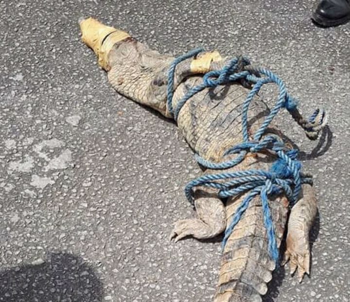Un crocodile en divagation au Plateau capturé par les sapeurs-pompiers militaires