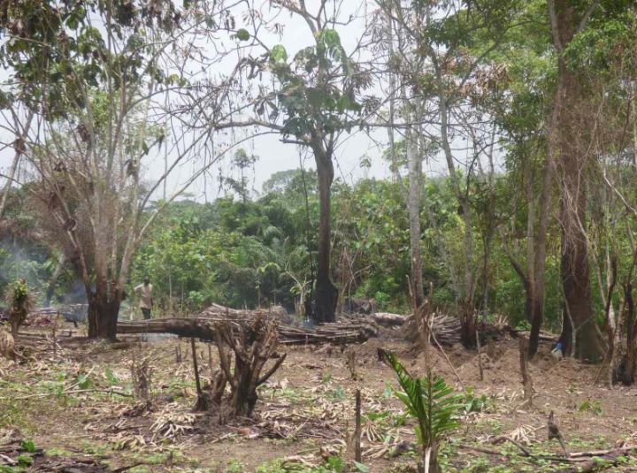 Lutte contre la déforestation : De nouvelles techniques pour préserver la forêt ivoirienne