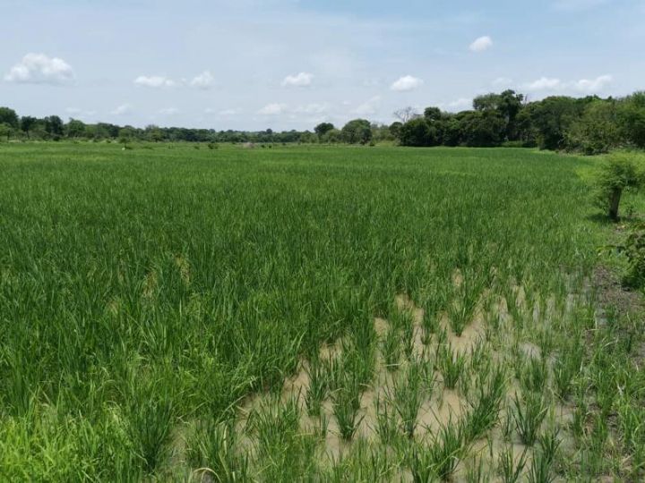 La crise entre la Russie et l’Ukraine pourrait impacter négativement le coût de l'engrais chimique (Agriculteurs)