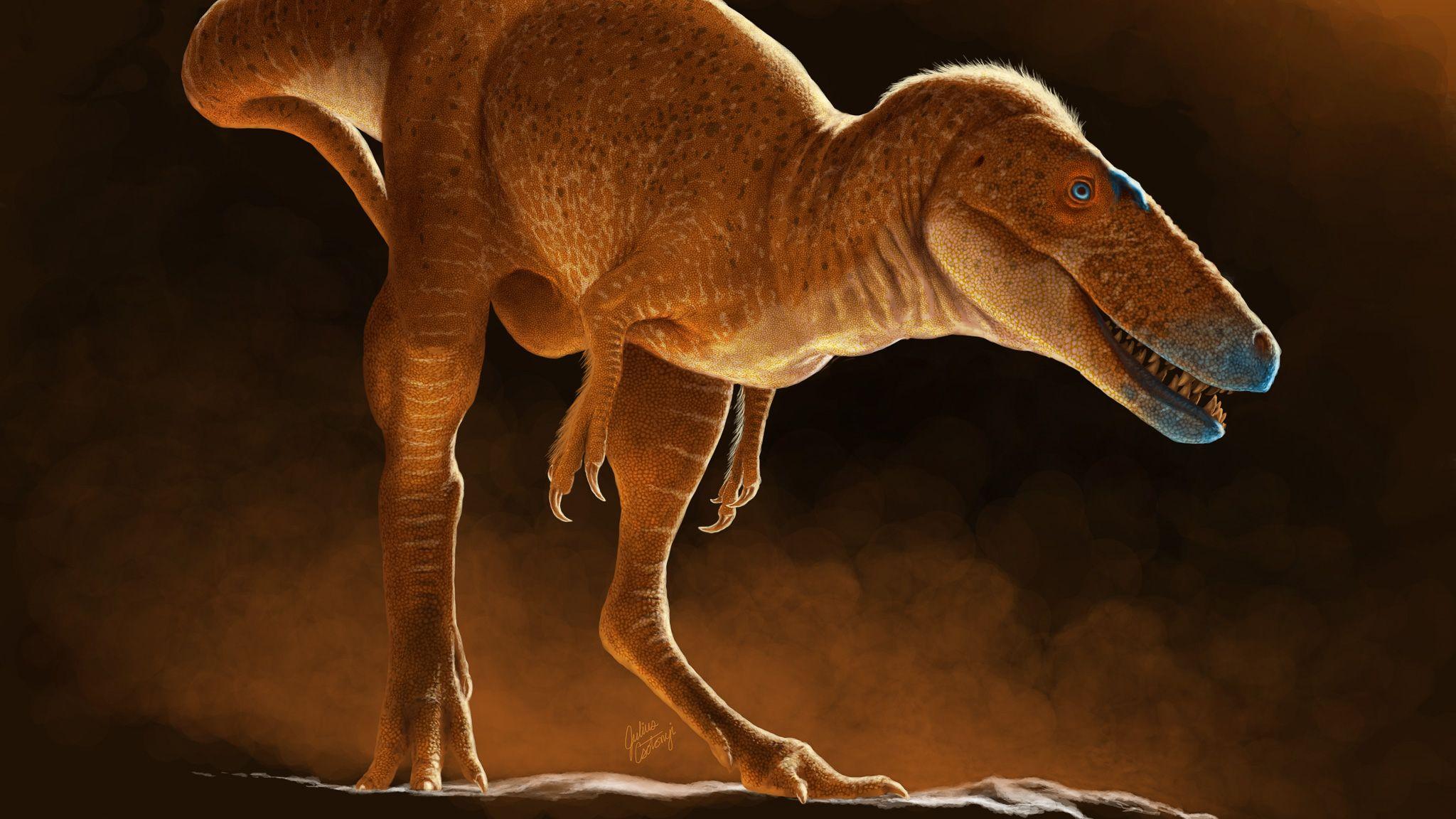 La découverte d'un dinosaure qui « réécrit » l'arbre généalogique du T-rex