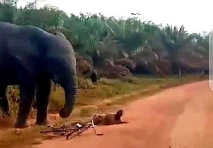 L’éléphant “Ahmed” capturé par les services spéciaux des Eaux et forêts