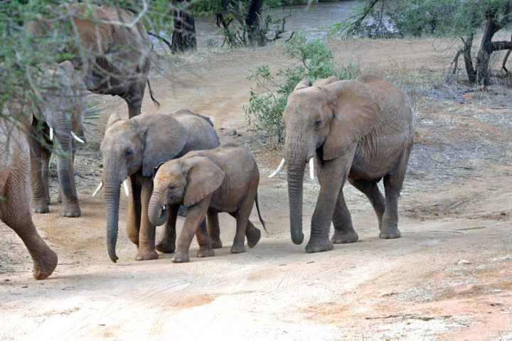 Côte d’Ivoire : des attaques d’éléphants inquiètent des villageois au sud du pays