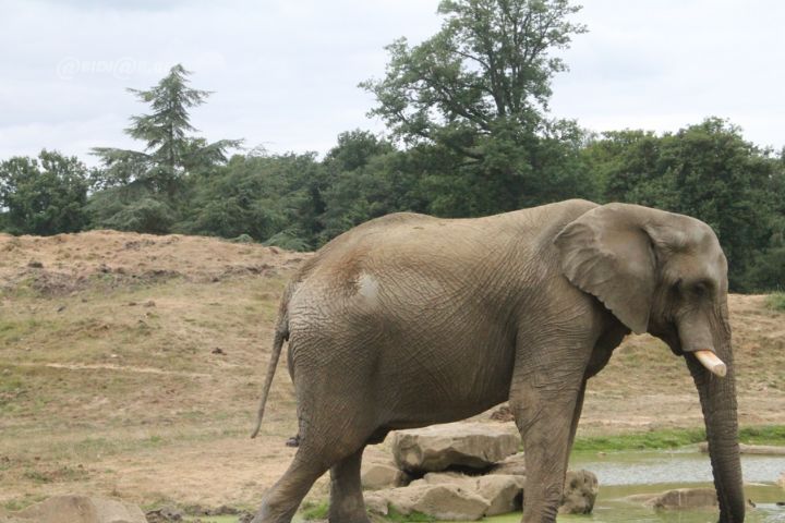 Un éléphant surnommé 