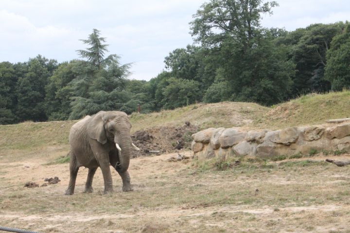 Tiassalé: un éléphant sème la désolation en détruisant les plantations de Boussoukro
