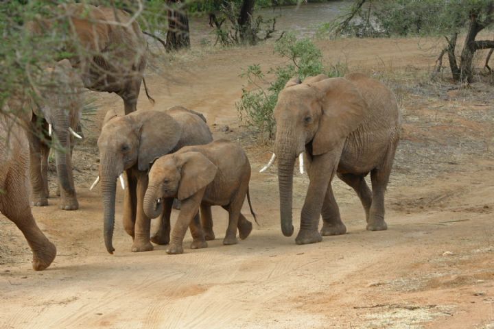 Côte d’Ivoire: les éléphants plus que jamais menacés d’extinction