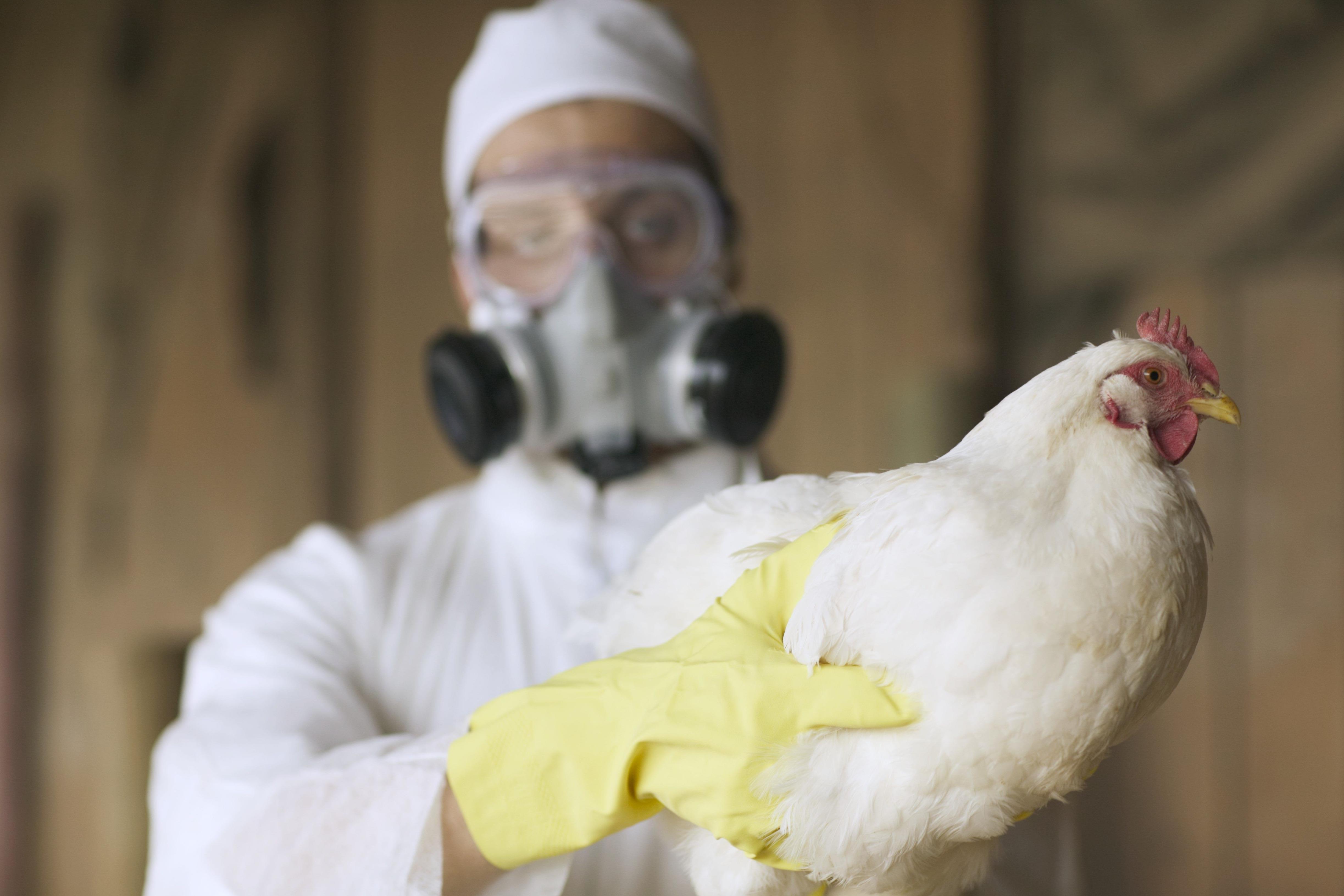 Pourquoi les scientifiques se préparent à ce que la grippe aviaire devienne la prochaine pandémie