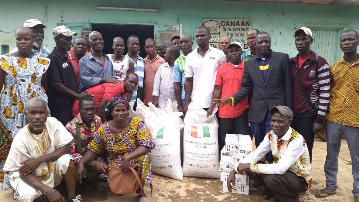 Des semences améliorées offertes aux producteurs de riz à Facobly