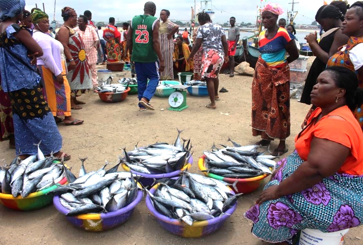 Fêtes de fin d'année : Tout savoir sur la disponibilité des viandes et poissons, ce mardi 19 décembre 2023