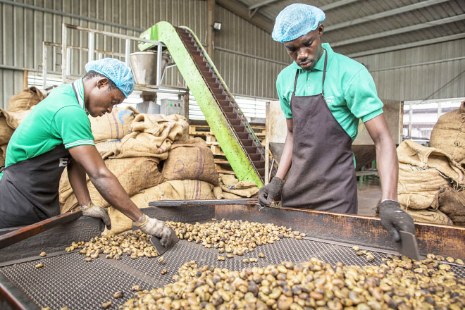 Côte d’Ivoire : les transformateurs locaux à la recherche de 60,000T de cajou pour atteindre leurs objectifs