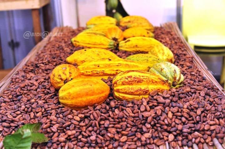 Filière Café-cacao: 68 usines de conditionnement identifiées pour la campagne de commercialisation 2026-2027
