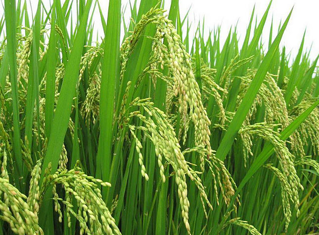 Riziculture en Côte d'Ivoire: «Nous pourrons atteindre ces objectifs d’autosuffisance fin 2026»