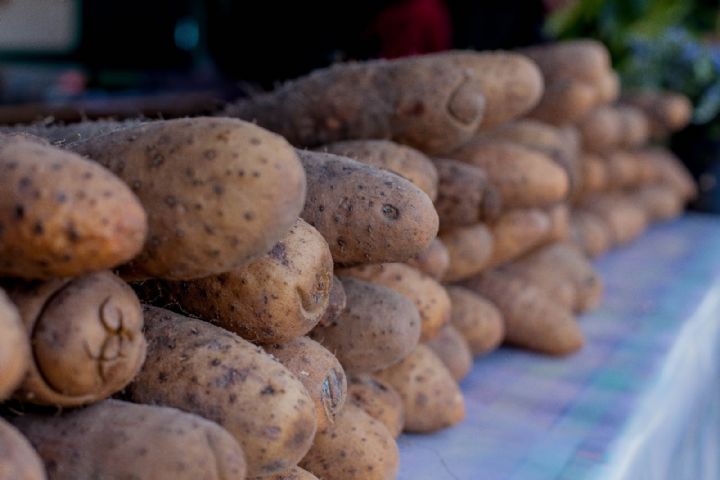 Daoukro : L’igname célébrée à Aka Komoekro