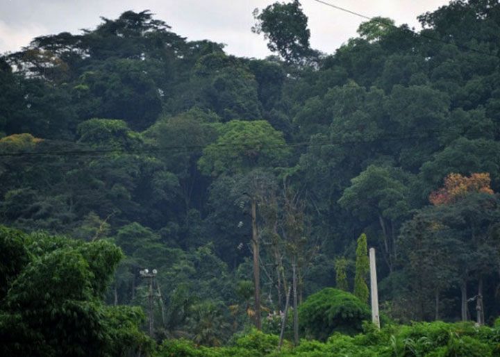 Côte d'Ivoire: la disparition des espaces verts à Abidjan suscite l'émoi  des habitants - Reportage Afrique