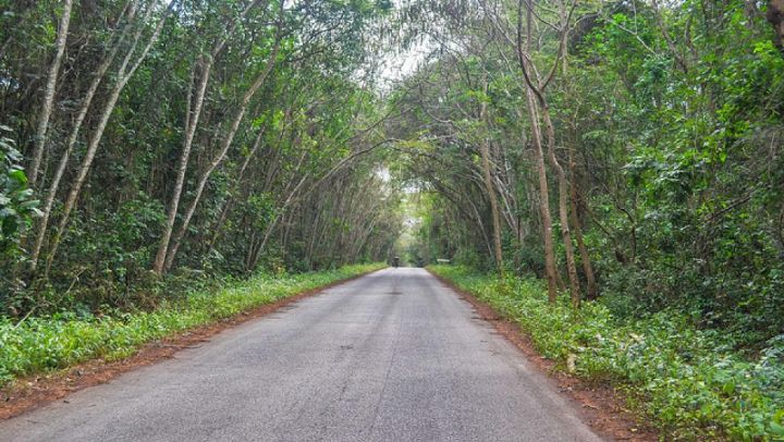 Forêt classée de Fronan : Une société minière installe un site d’exploitation