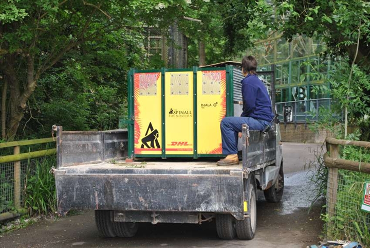 Ecologie - DHL « remet » neuf gorilles en liberté