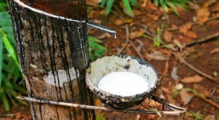 Agriculture/ Hévéa : Le lancement de la campagne 2018 en préparation