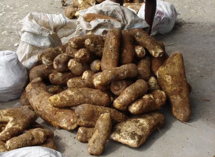 Les « Agnis N’dénian » célèbrent la traditionnelle fête des ignames à Abengourou