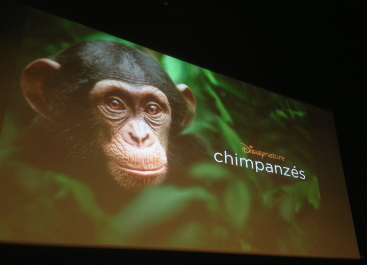 Eco-tourisme / 3è édition du SITA : les Chimpanzés de Taï sont la grande attraction de cette année