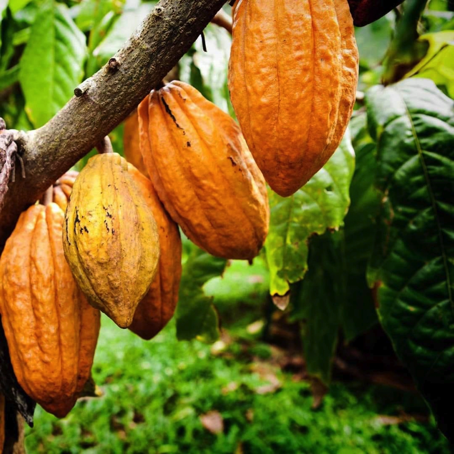 Initiative Cacao Côte d’Ivoire-Ghana : un nouveau « Pacte économique » pour un prix rémunérateur et durable au producteur au centre d'une rencontre à Accra