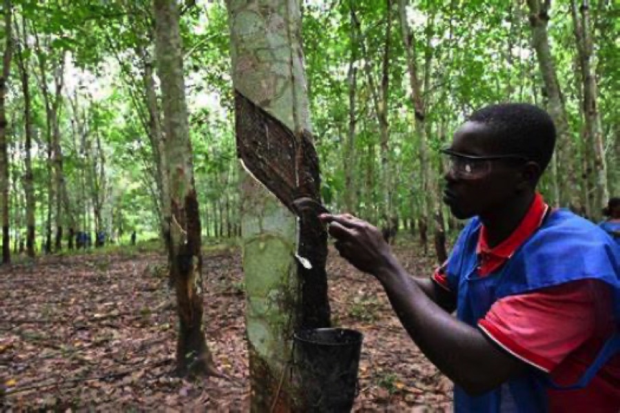 Structuration et suivi : la FPH-CI lance une nouvelle phase de l’enregistrement des producteurs de la filière hévéa en Côte d’Ivoire