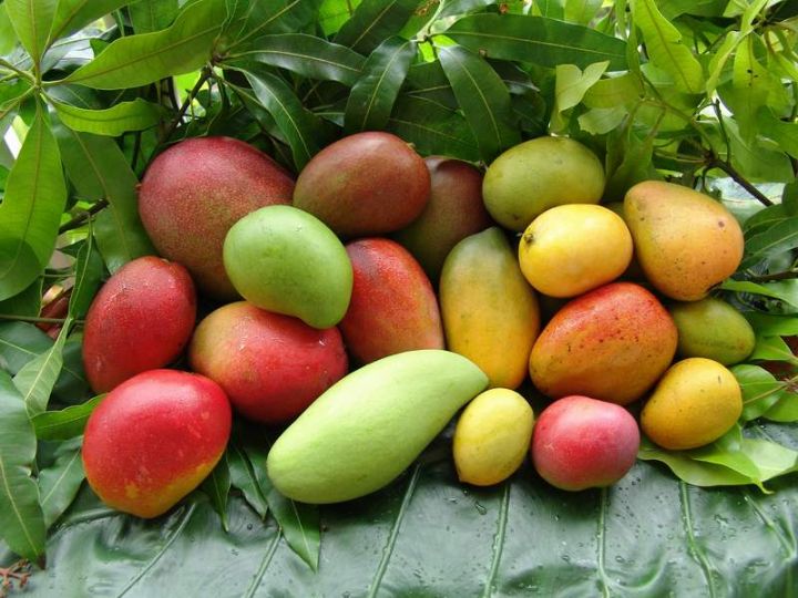 La mangue, 3ème fruit exporté en Côte d’Ivoire (Conseil des ministres)
