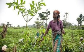 L’Allemagne et le FIDA unissent leurs forces pour mobiliser les financements privés en faveur des communautés rurales sur le continent africain