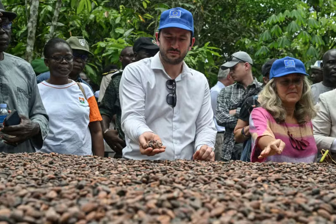Les pays producteurs de cacao ne sont pas encore prêts à se conformer aux règles européennes sur la déforestation