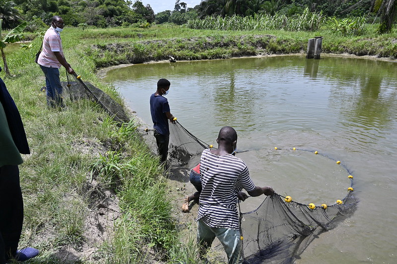 Secteur aquacole : le Programme Stratégique de Transformation de l’Aquaculture en Côte d’Ivoire (PSTACI) au centre de la conférence de presse