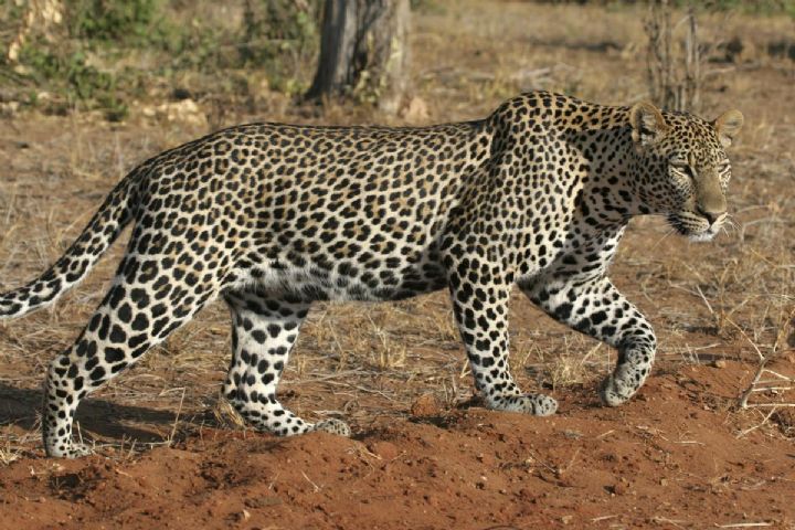 Côte d’Ivoire : Un léopard attaque des villageois et fait 4 blessés graves