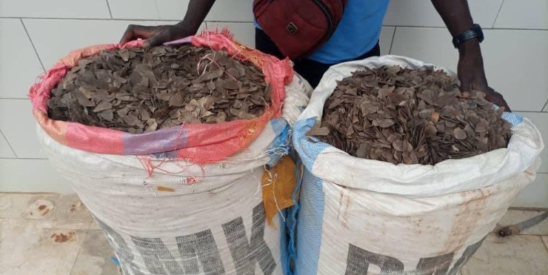 Guiglo : 153 kg d’écailles de pangolin saisis, 2 individus interpellés