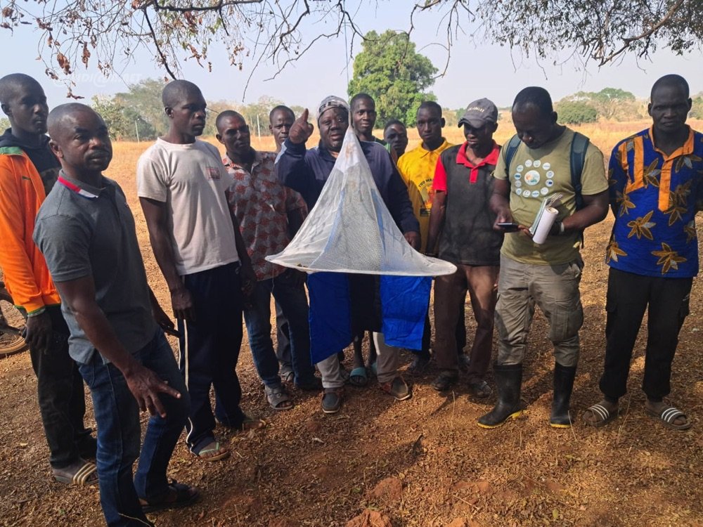 Lutte contre la mouche tsé—tsé: des pièges de capture  installés dans la cité du Poro