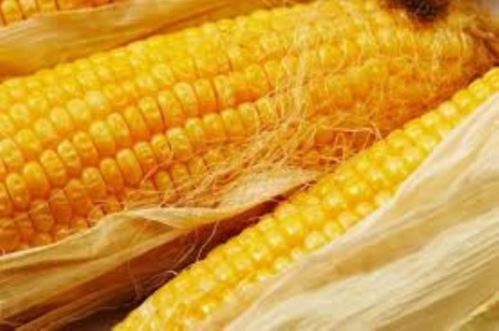 Bouaflé : la charte de la plateforme de la filière maïs validée