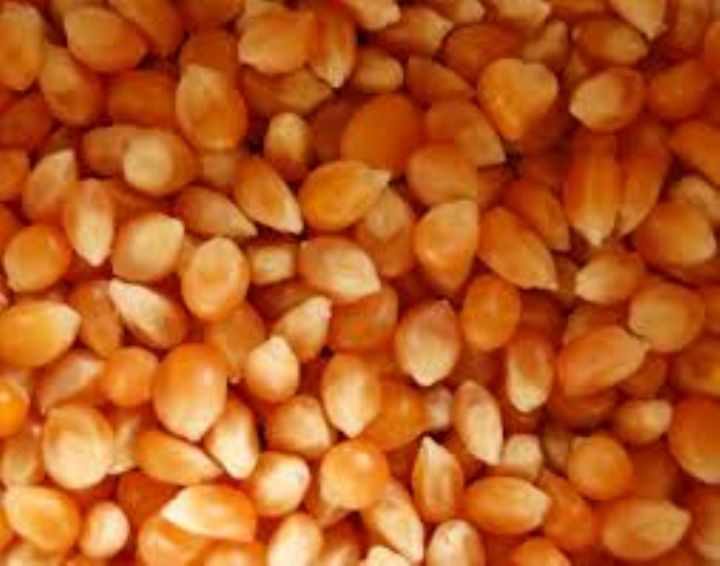 Le maïs orange, source de vitamine A (Magazine)