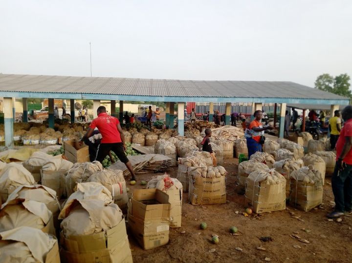 Un nouveau commerce juteux de mangues à Sinematiali