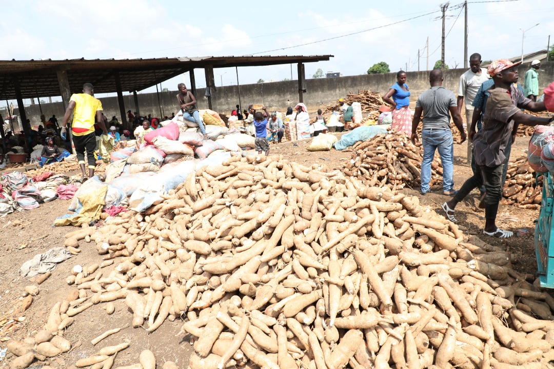 Sécurité alimentaire : Une force spéciale en première ligne contre les maladies du manioc