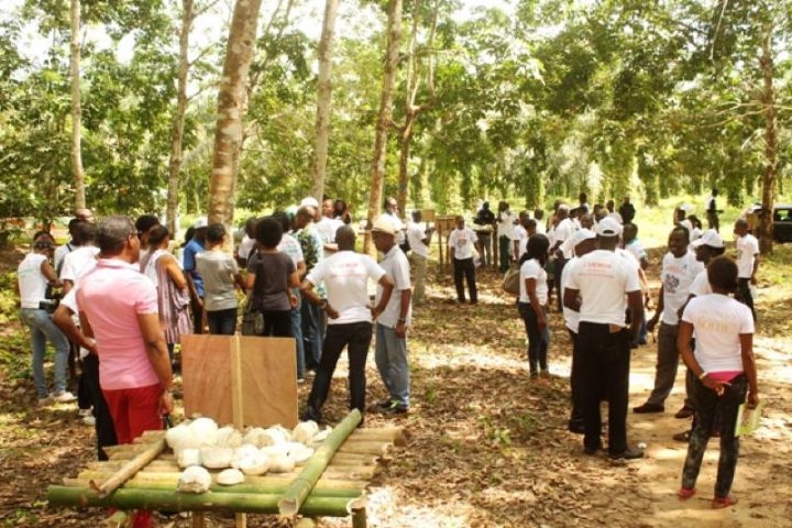 Didiévi : Production du caoutchouc naturel : les hévéaculteurs à l’école du Psac