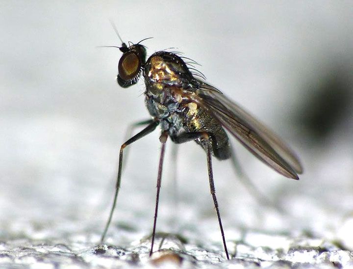 Mystère/ Peur panique à Aboisso: La ville envahie par des moucherons