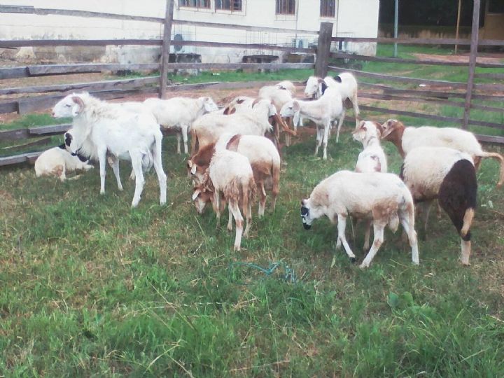 Célébration de la Tabaski à Odienné : Le Maire Touré Nassénéba fait don d’une cinquantaine de bêtes à la communauté musulmane
