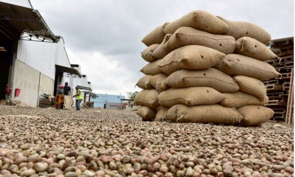 Noix de Cajou: Abidjan accueille la 6è édition des journées nationales des exportateurs de cajou pour réfléchir sur l'avenir de la filière 
