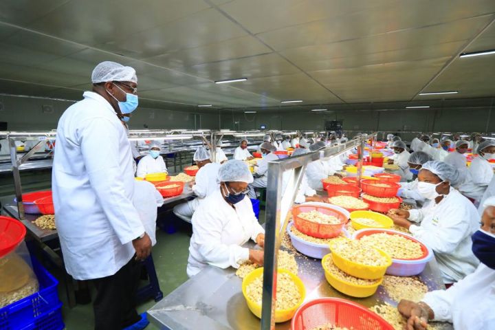 Noix de cajou : le taux de transformation locale de la production nationale passe de 6,22% en 2016 à 21% en 2023